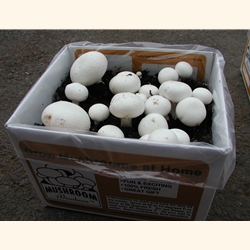 White Button Mushroom Fruiting Kit, complete easy to grow at home kit, fun,  easy, made by Mushroom Adventures since 1996. Ship daily by FedEx. Grow  your own mushrooms, all you do is