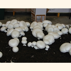 White Button Mushroom Fruiting Kit, complete easy to grow at home kit, fun,  easy, made by Mushroom Adventures since 1996. Ship daily by FedEx. Grow  your own mushrooms, all you do is