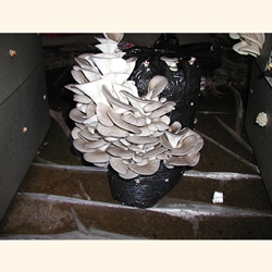 Oyster Mushroom Growing Kit.  Certified Organic