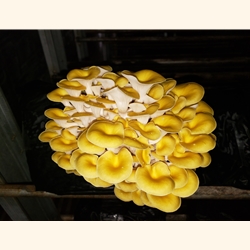 Oyster Growing Block Kit (Pleurotus citrinopileatus))