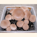 Portabella Mushroom Growing Kit.