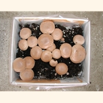 Crimini / Baby Bella Mushroom Growing Kit