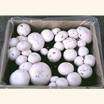 White Button Mushroom Growing Kit